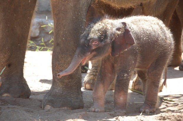 Baby Elephant